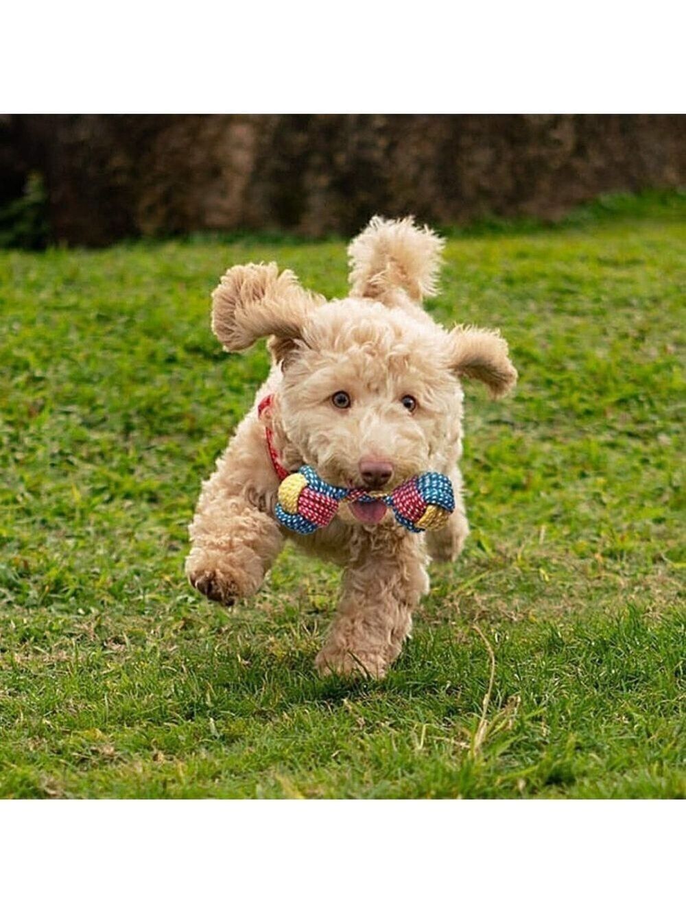 Toozey Puppy Toys for Small Dogs, 7 Pack Small Dog Squeaky, Chew, Rope Toys - Picture 7 of 9